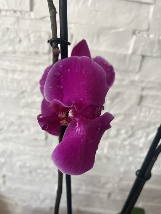 Storczyki po kwitnieniu