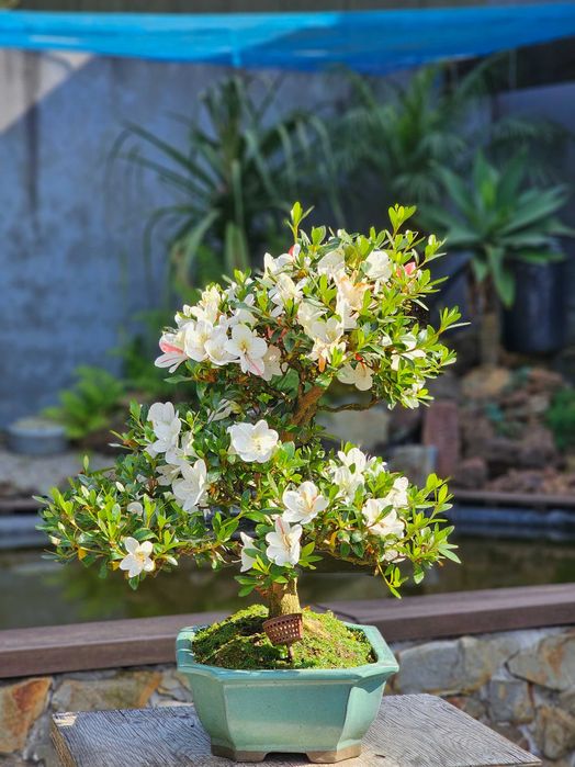Bonsai azalea satzuki