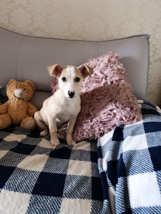 Метис джек-рассела бесплатно.хлопчик