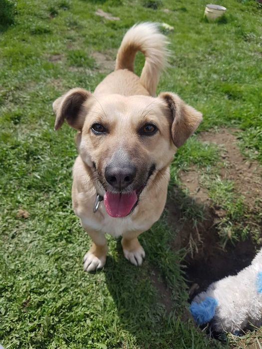 Sid poleca się do adopcji.