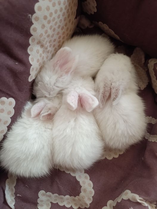 Кроленята, декоративни, біленькі