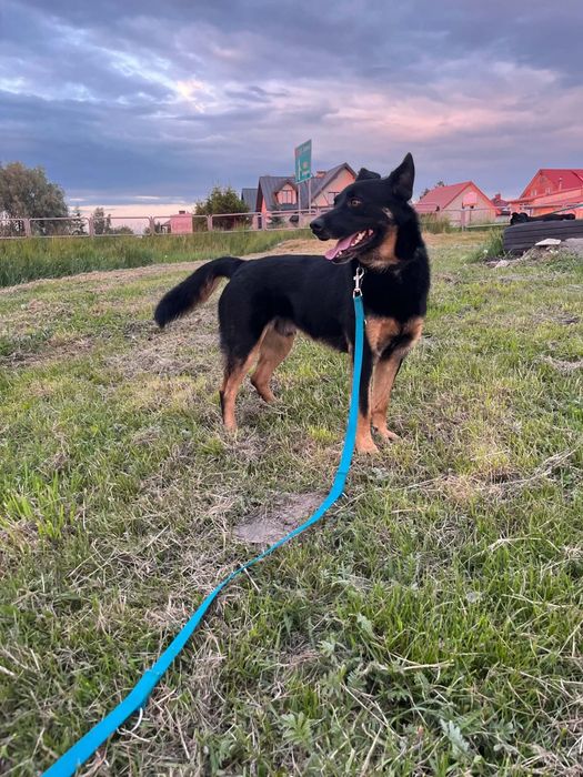 Wyjątkowy piesek do adopcji