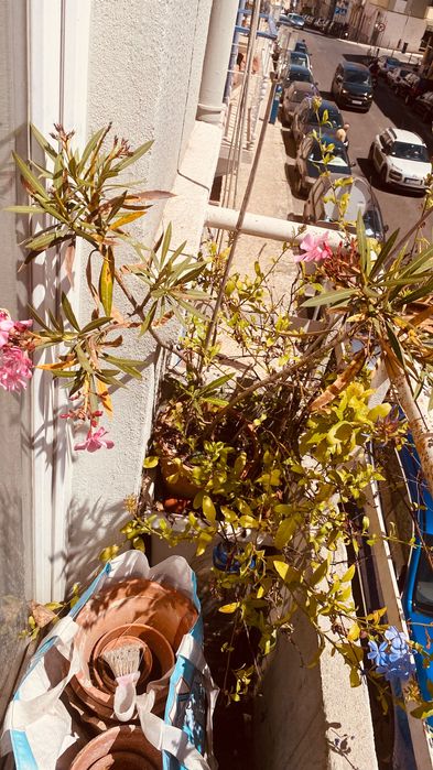 Planta oleandro em vaso de barro