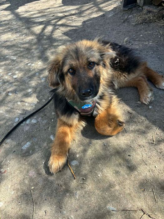 Tosia ,10 miesięcy ,12 kg ,szuka domu.