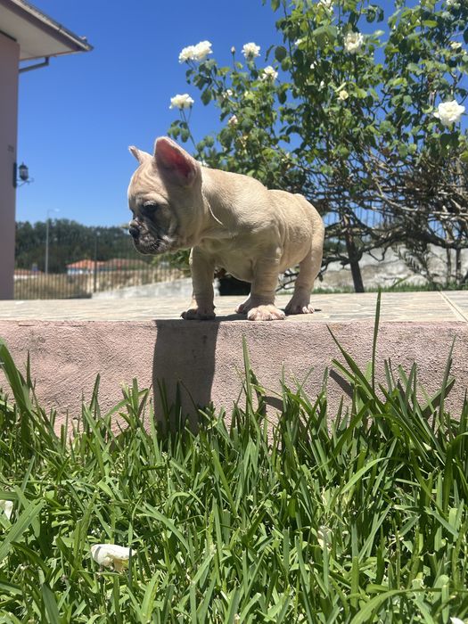 Bulldog frances Menina