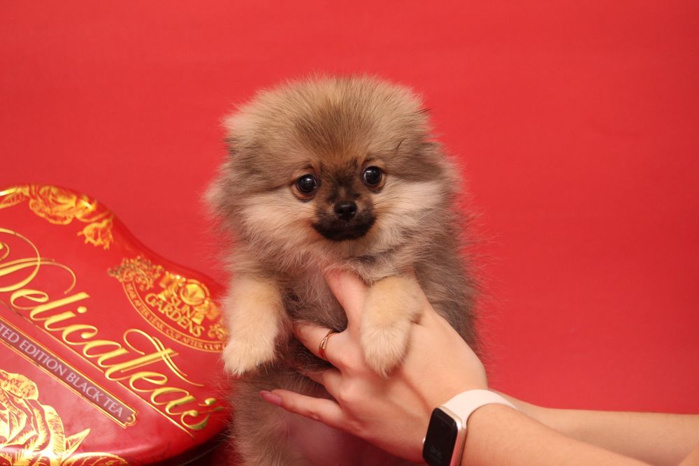 Курносая шпиц ,девочка шпиц продажа