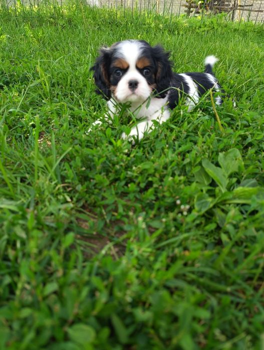 Cavalier king charles spaniel-  piesek