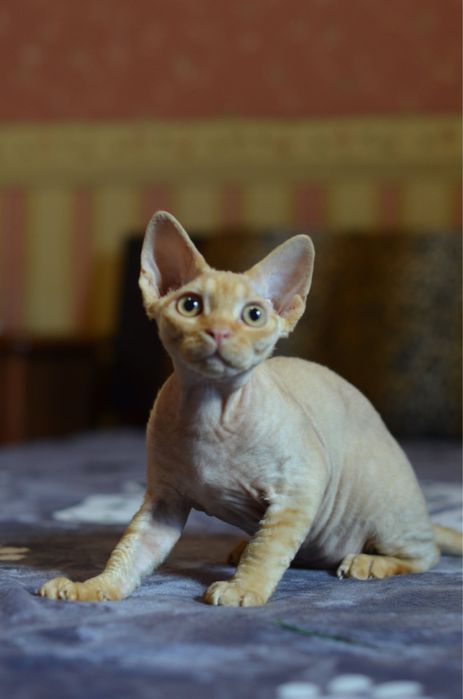 Сонячний Хлопчик Девон Рекс