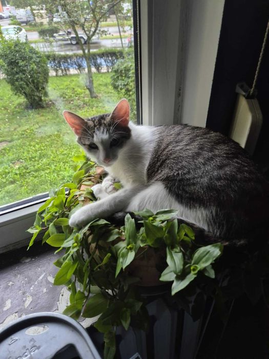 Marcel: Mistrz mruczenia i zawodowy przytulasek szuka domu!