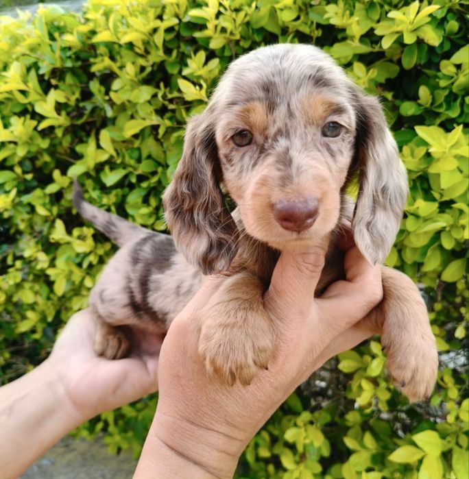Teckel choco merle pelo comprido