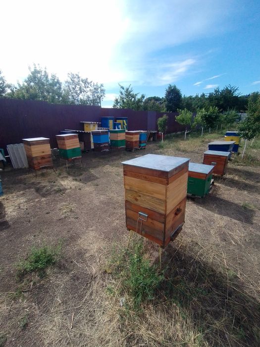 Продам блжолопакети, сім'ї, відводки