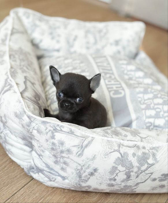 Chihuahua FCI chłopak