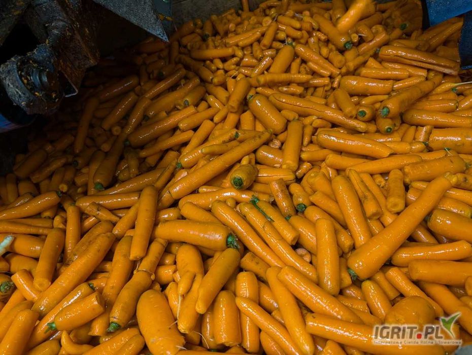 Marchew myta odsorty,odpad