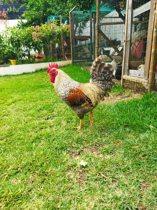 Ovos coloridos férteis de galinha para incubação