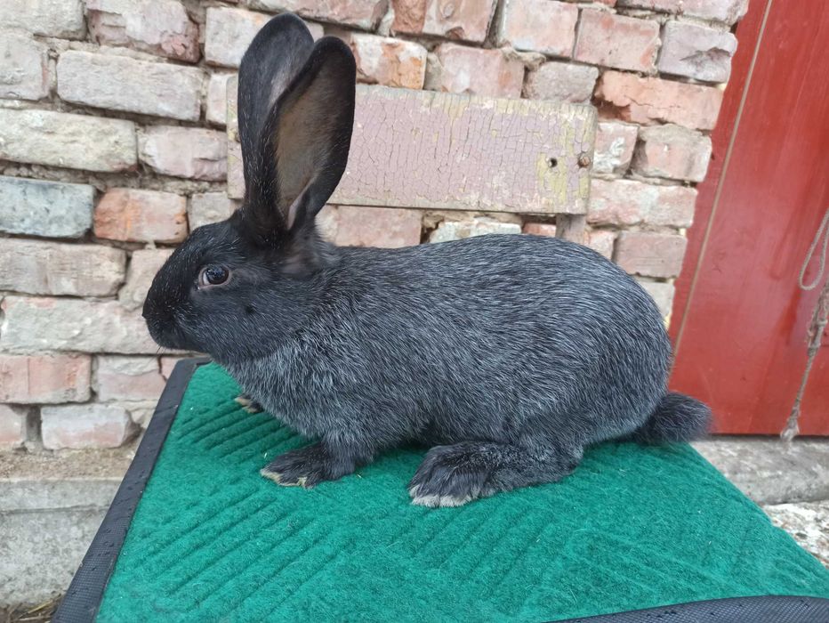 Кролі породи Полтавське срібло. Кролики  Городенка