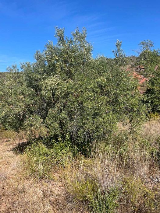 Terreno Rústico à Venda em Fonte da Benevola