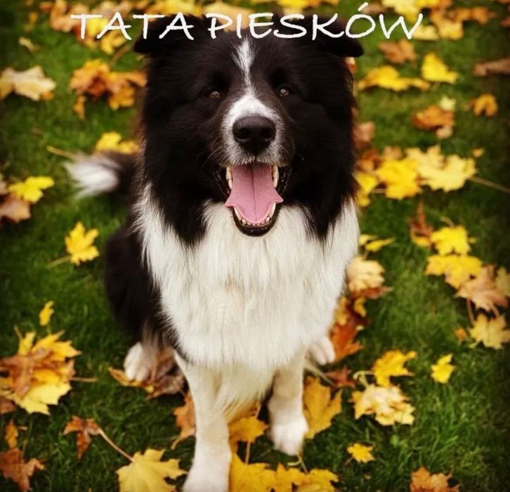 Śliczna Suczka Border Collie