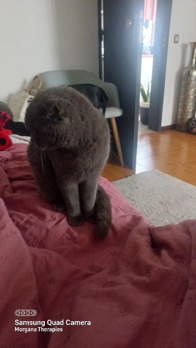 Femea scottish fold blue