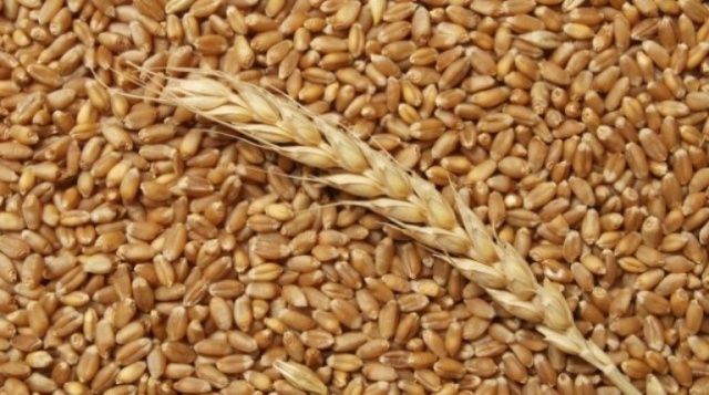 Продам пшеницю,8000грн