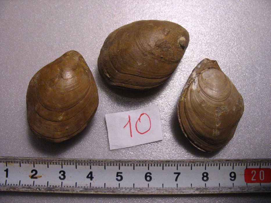 Окаменелости ископаемые фоссилии