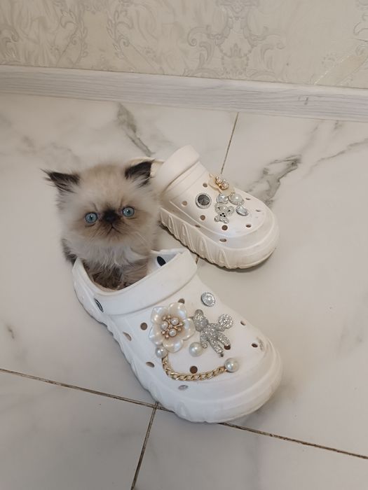 Милейшие котята Персы