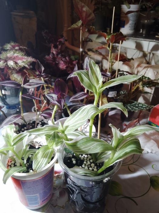 Продам традесканції трьох видів