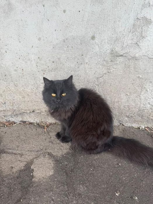 Отдам чёрного пушистого котенка  мальчик, 6 месяцев