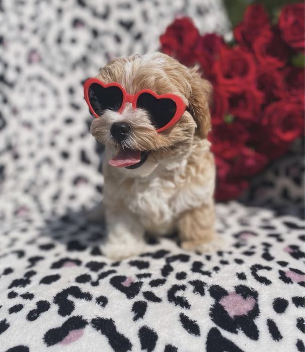 Шикарні малюки мальтипу ф1