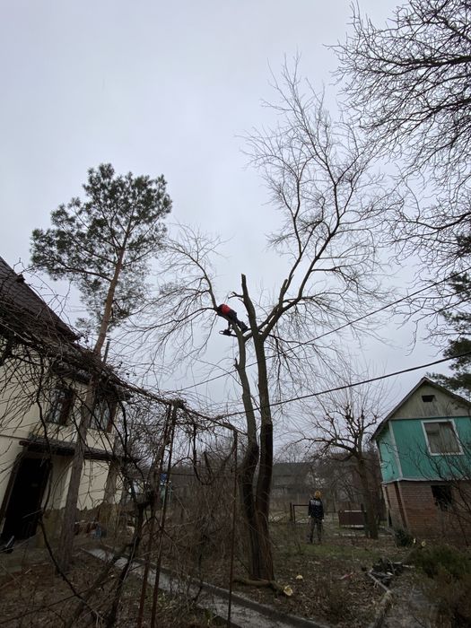 Удаление деревьев|Расчистка участка|Спил деревьев|Корчевание пней