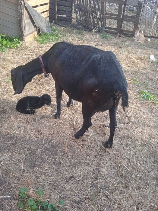 Продам козлят 100% Англо нуб э козочки та козлики