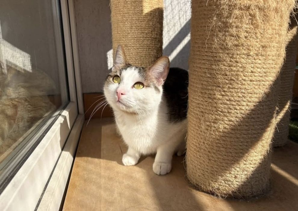 Cudowny kocurek czeka na dom