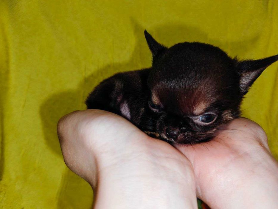 Чишечки чихуашечки