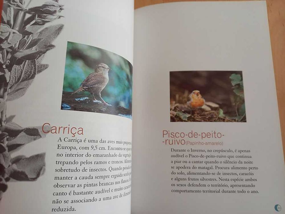 Vários guias de aves