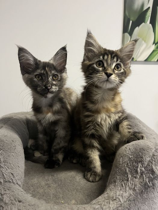 Kotka Maine Coon