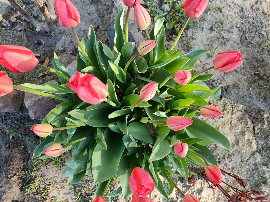 Продам тюльпани на зріз.