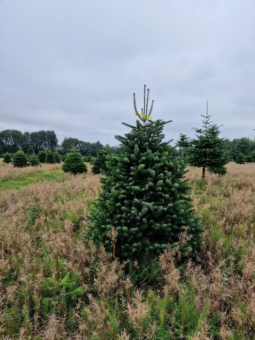 Jodła Kaukaska plantacja Dania