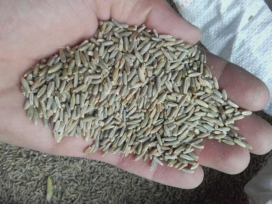 Żyto jare Żyto jare