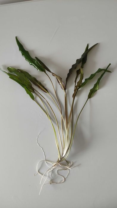 Plantas Aquario Feto Java Windelov
