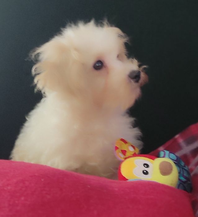 Maltipoo suczka  szczepienia wściekliznaWarszawa maltańczyk pudel