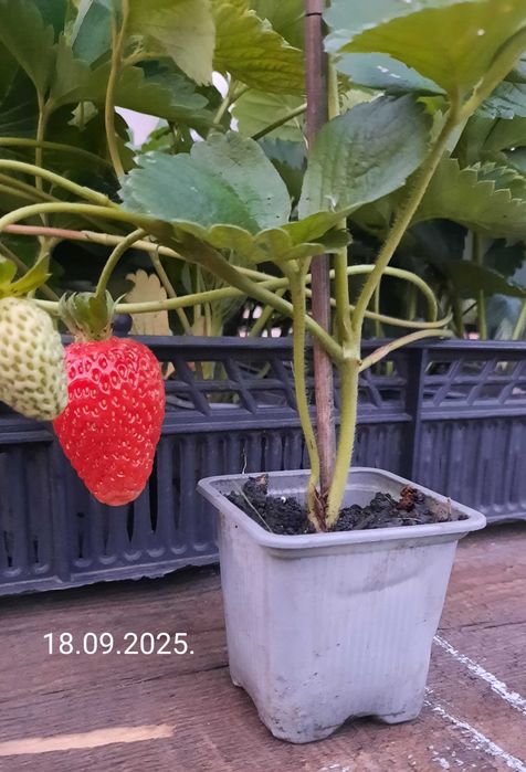 Саженцы,рассада клубники,саджанці,розсада полуниці.