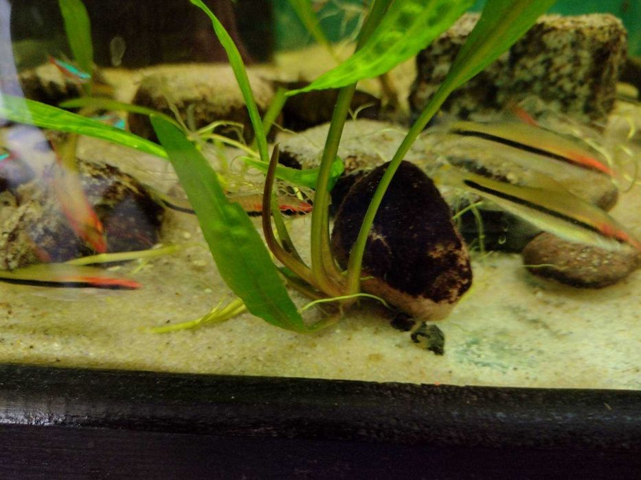 Brzanka Denisona młoda 3-4 cm