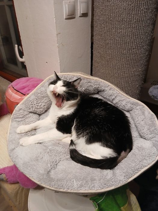 Biskup szuka domku na zawsze!