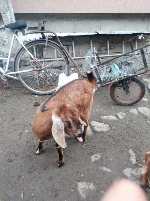 продам кузличку