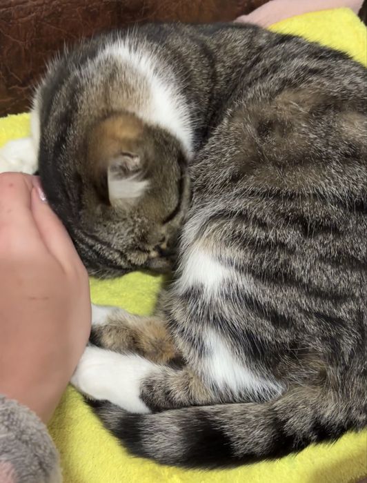 Кошка девочка молодая