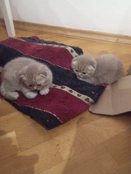 Шотландські висловухі кошенята