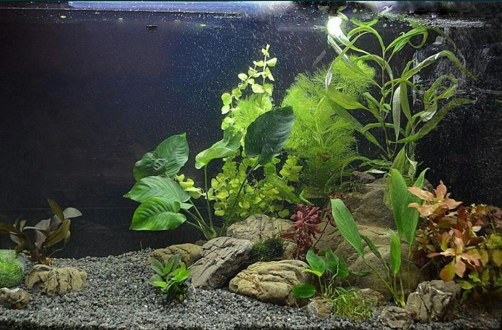 Аквариум на 200 л