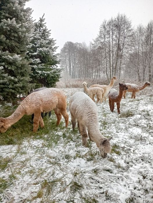 Kołdra z wełny alpaki