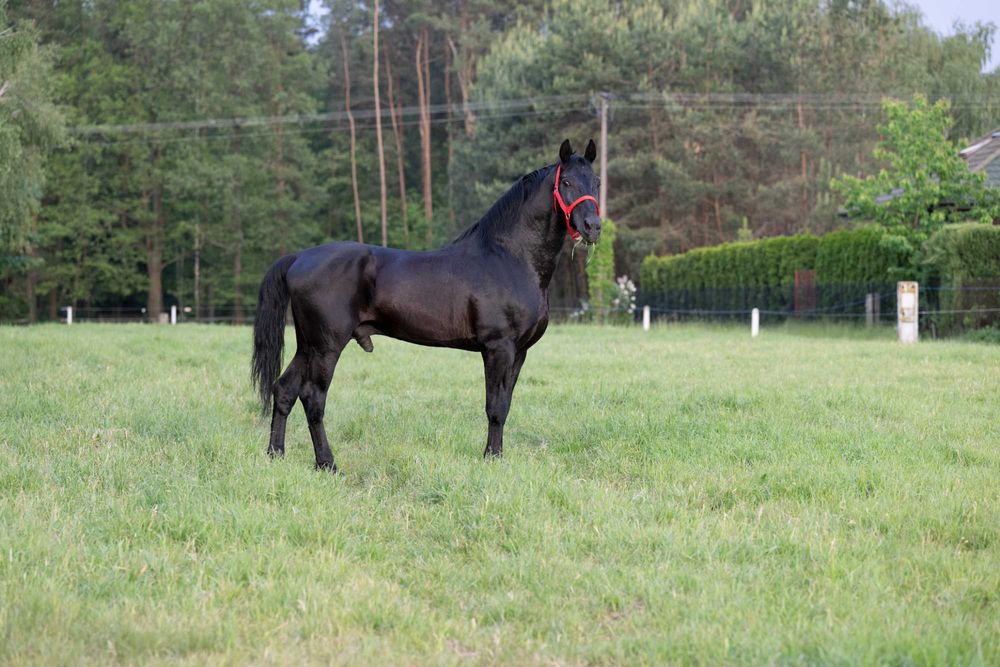 Sprzedam klacze śląskie