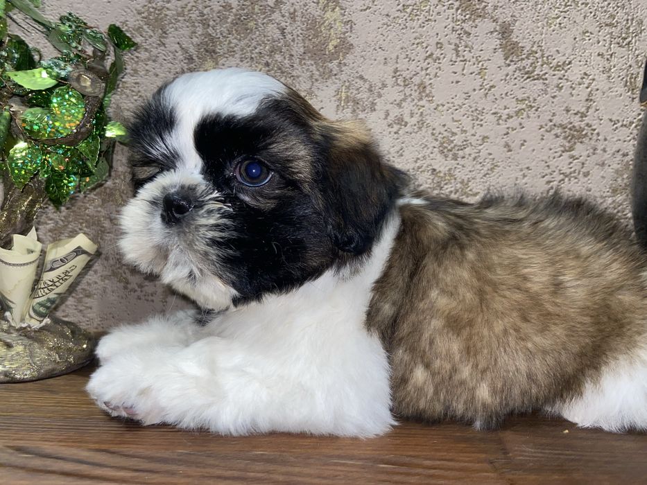 Хлопчик ши-тцу 2 місяці