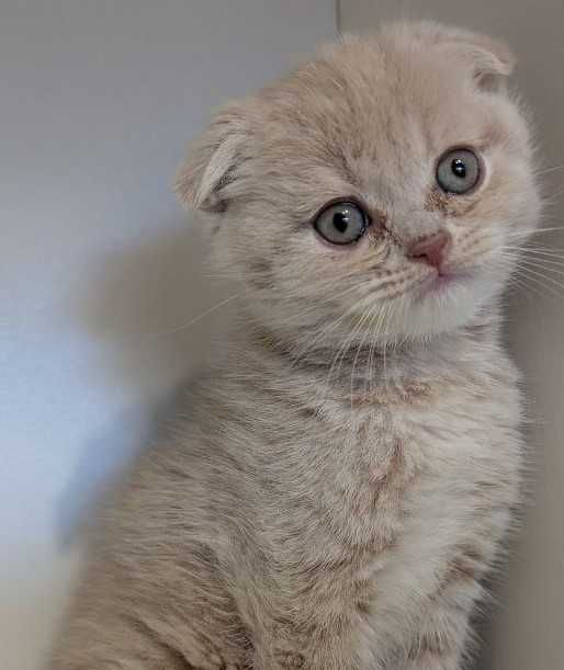 Котик хлопчик красунчик!!!
